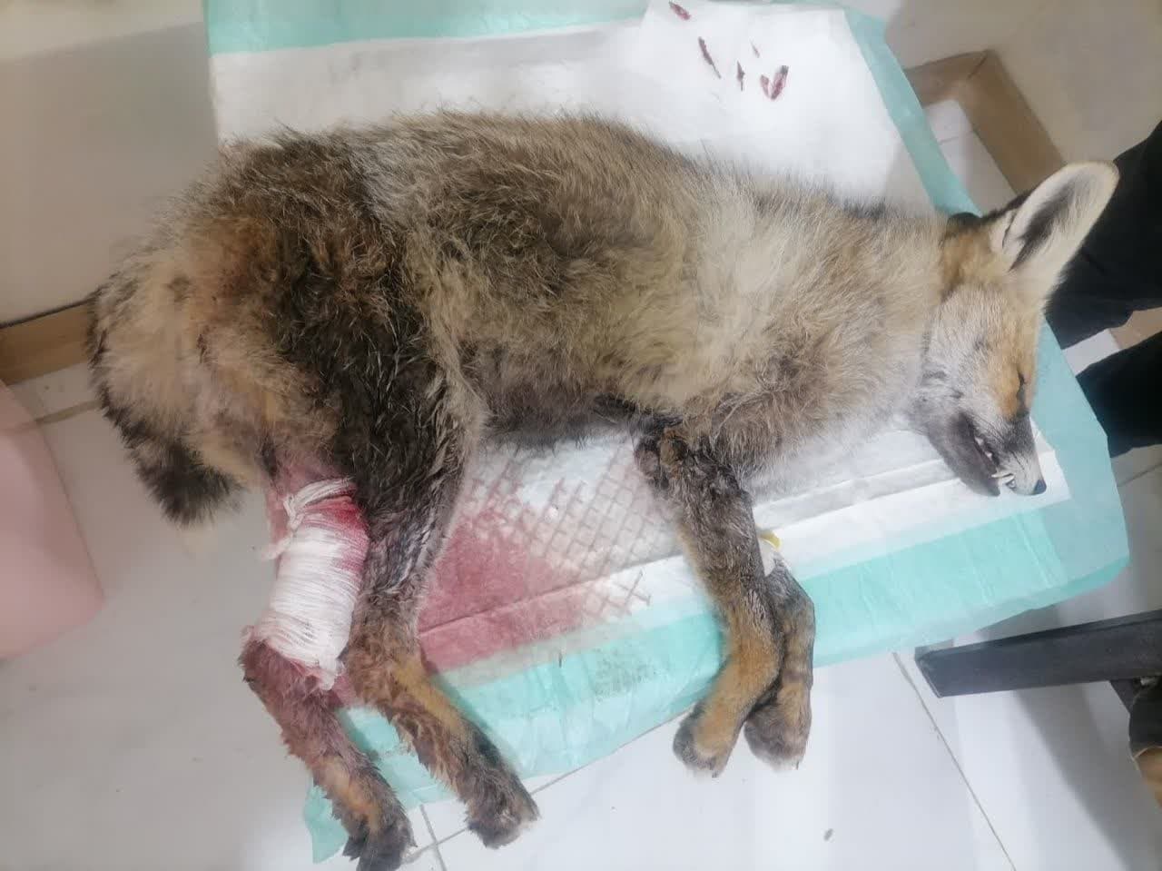 نجات روباه مصدوم با کمک یکی از دوستداران حیات وحش در بجنورد