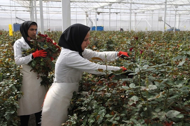 ایجاد بیش از ۳ هزار شغل با تسهیلات بانک کشاورزی فارس