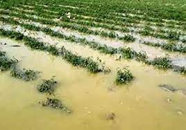 برآورد خسارت ۱۲۵ میلیارد تومانی سیل به بخش کشاورزی استان