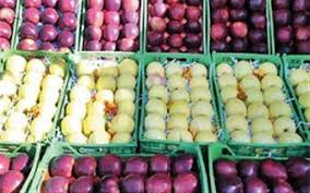 تسریع در روند صادرات سیب درختی آذربایجانغربی