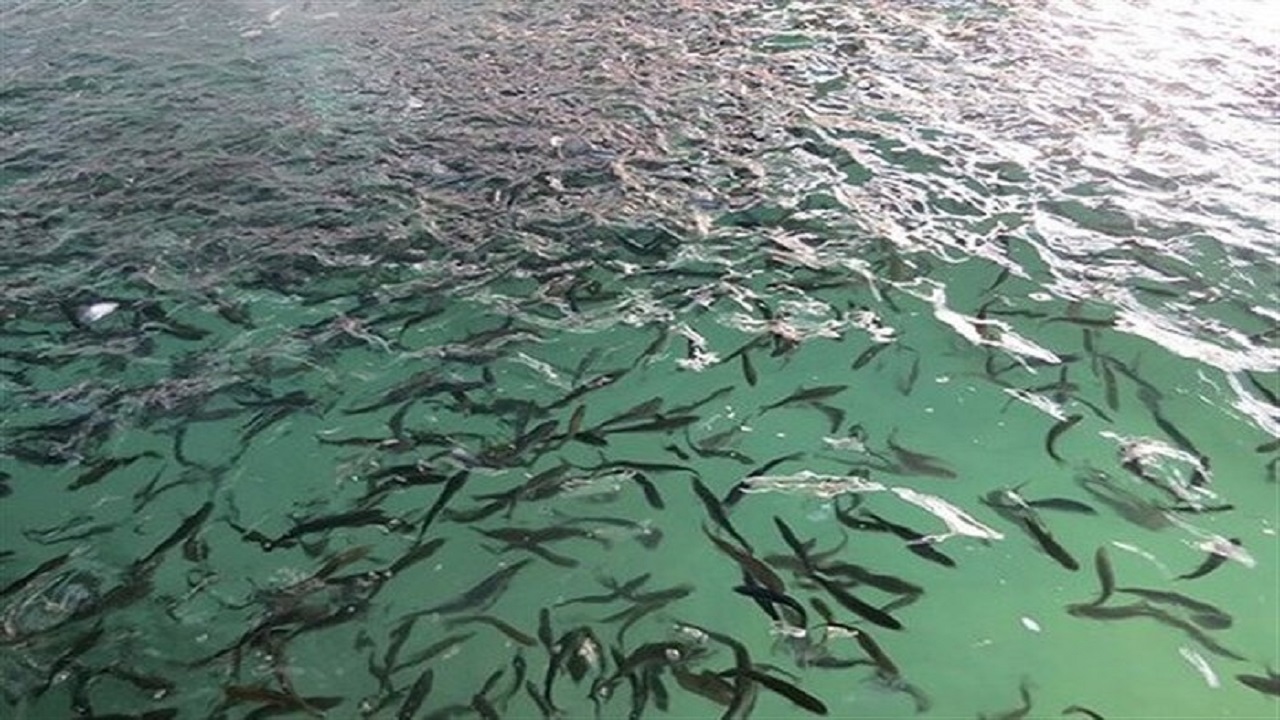 رهاسازی ۳۵۰ هزار بچه ماهی در سد مسحدسلیمان