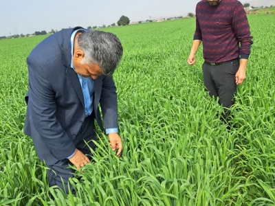 پایش مزارع گندم، جو و کلزا در گتوند