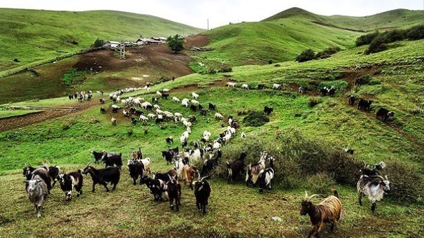 کوچ بهاره عشایر گیلان