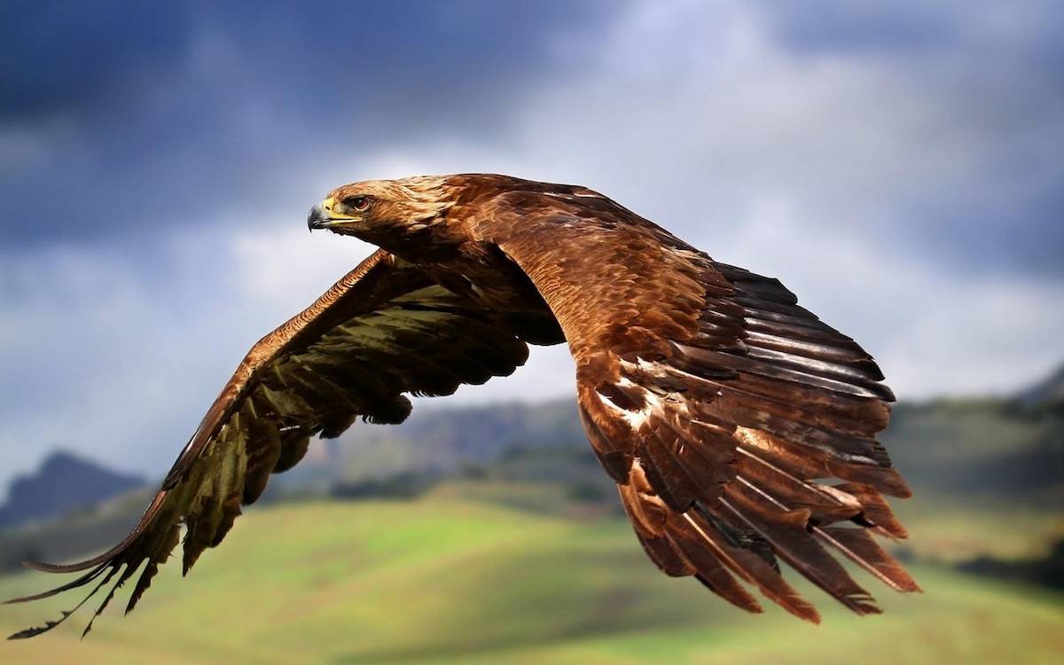 رهاسازی یک بهله عقاب طلایی به آغوش طبیعت خراسان رضوی