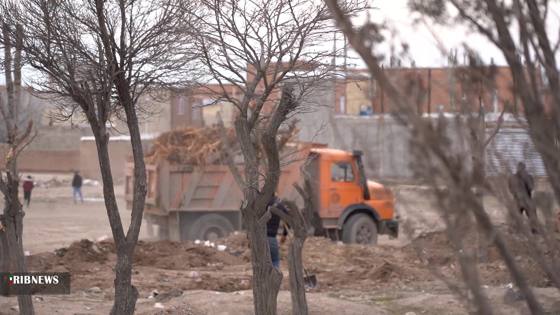 انتقال تعدادی از درختان بوستان امام رضا به باغ جیرال