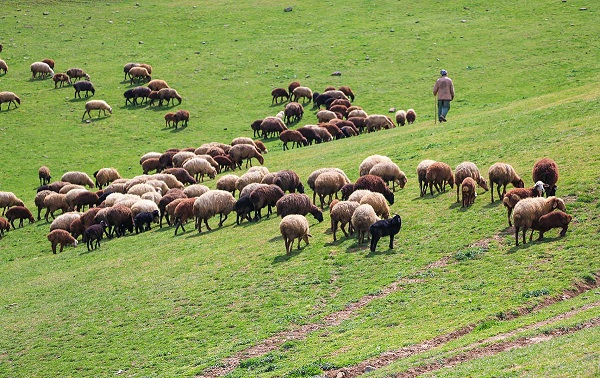 اخذ سند مالکیت برای ۹۸ درصد عرصه‌های منابع طبیعی در استان