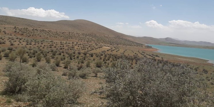 ۱۵۰۰ هکتار جنگل‌کاری در تهران