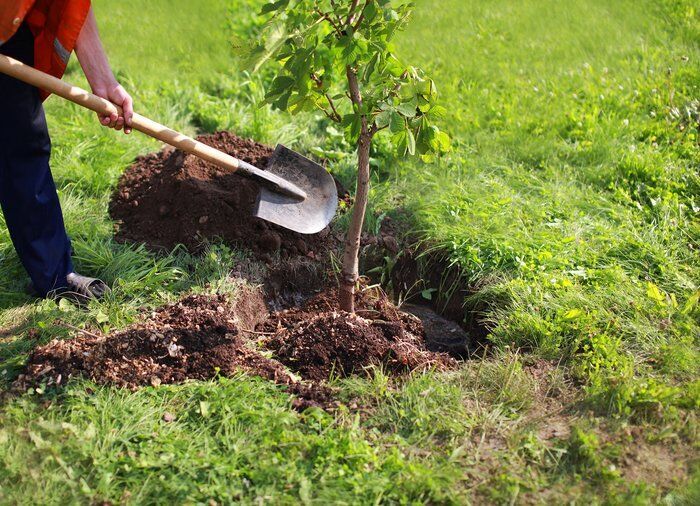کاشت ۱۲۳۱۳ درخت در مناطق هشتگانه اهواز برای نیمه شعبان