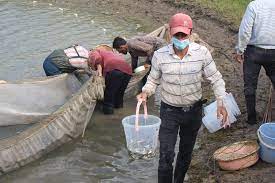 رهاسازی حدود ۳۰ میلیون بچه ماهی سفید در رود خانه‌های منتهی به دریا