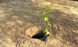 کاشت درخت در استان قزوین 