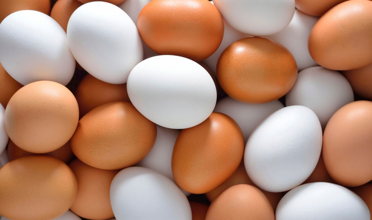 تولید سالانه ۸۰ تن تخم مرغ در دزفول