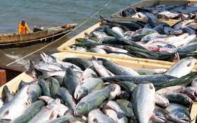 افزایش ۲۰ درصدی صید تن ماهیان در هرمزگان
