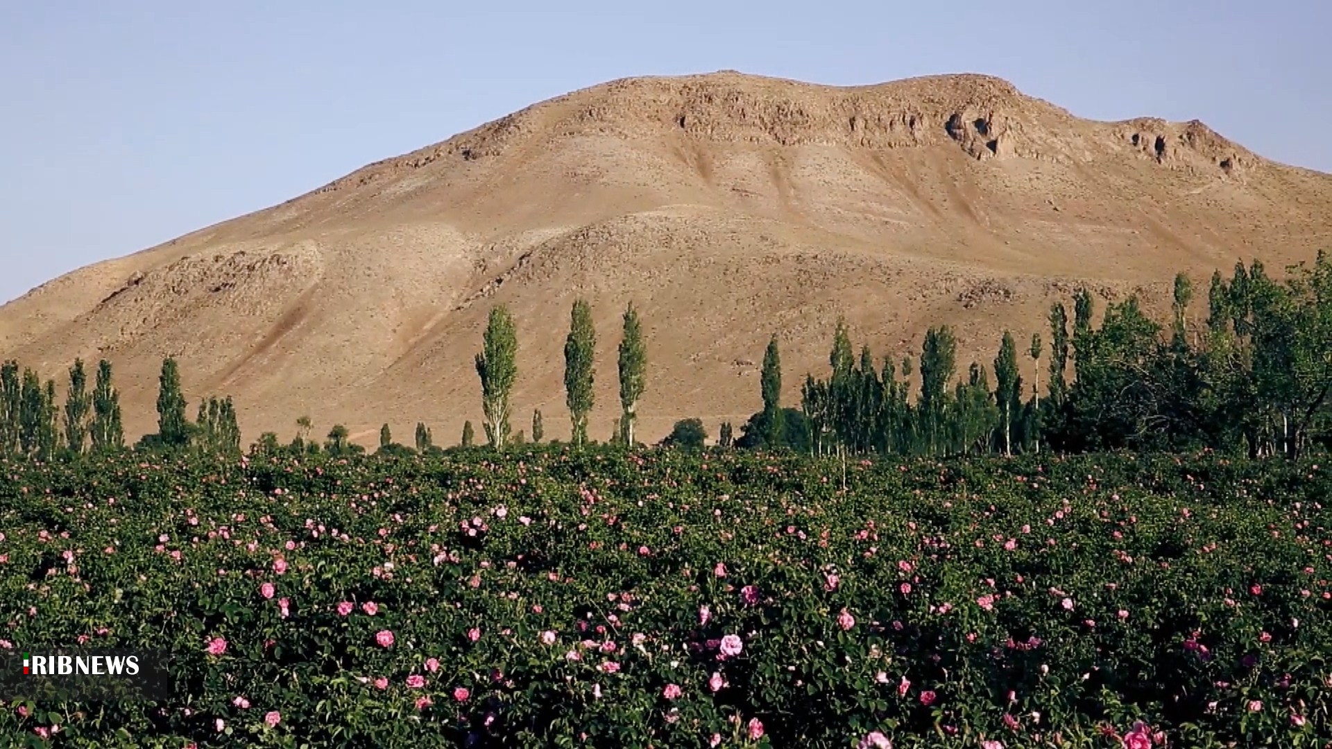 اولین بار چه کسی خانه خدا را شست ، خدا هرساله اول ماه شعبان با گلاب کاشان معطر می شود