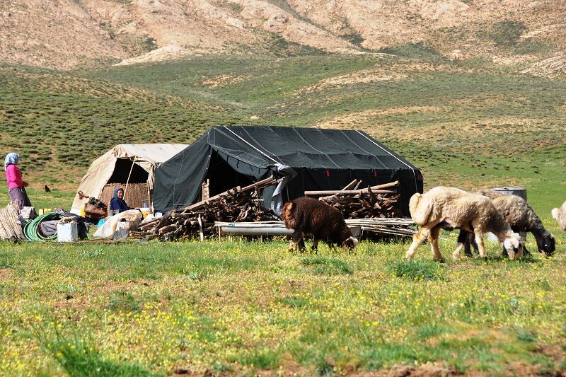 ضرورت مدیریت چرا و ساماندهی کوچ برای حفظ مراتع خراسان رضوی