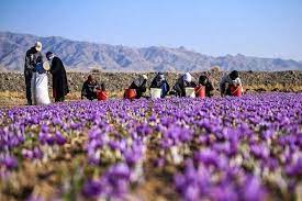 رشد ۵۵ درصدی ارزش صادرات زعفران در سال جاری