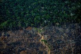 رکورد جنگل زدایی در بخش برزیلی آمازون شکسته شد