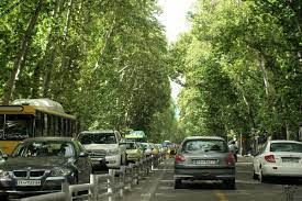 درخت هاي جديد جایگزین درختان فرسوده خیابان ولیعصر می‌شود