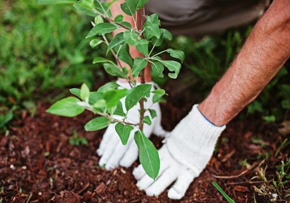 کاشت ۵۰۰ اصله نهال دربخش مرکزی آغاجاری