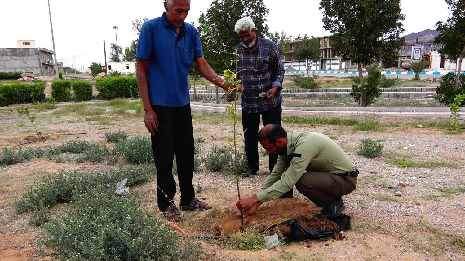 کاشت ۲۰۰ اصله نهال در جزیره هرمز