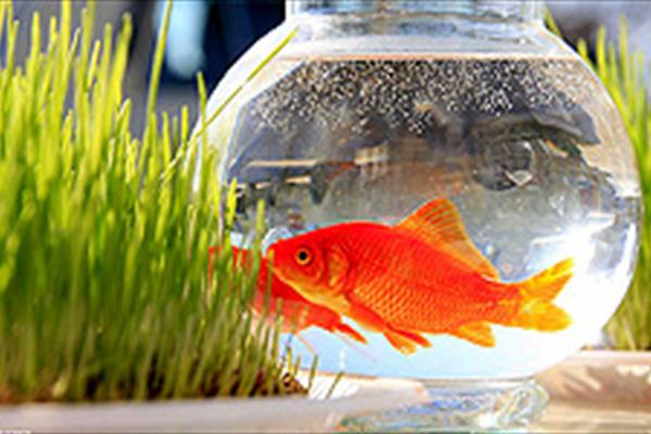 توصیه‌های بهداشتی برای خرید ماهی قرمز