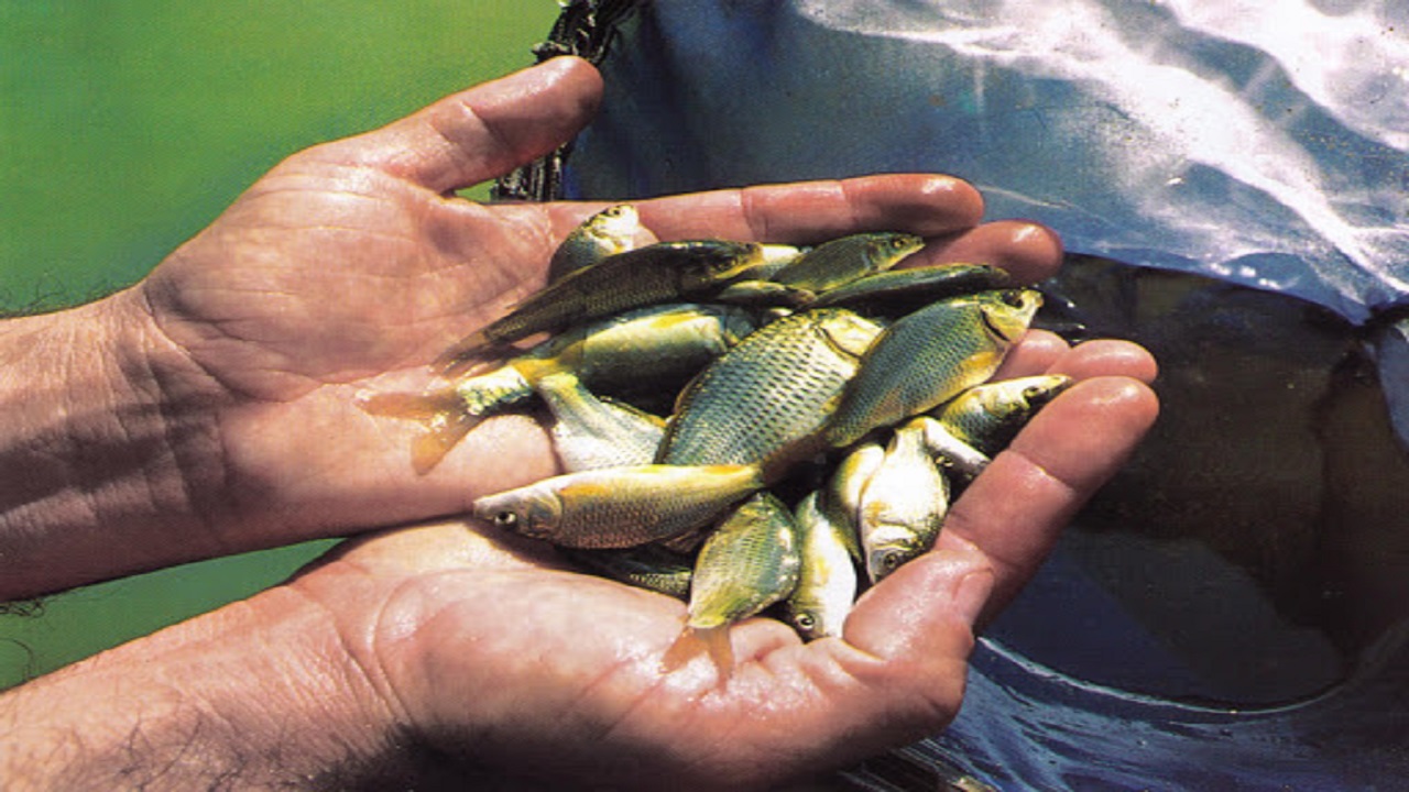 رهاسازی ۳۵۰ هزار بچه ماهی در اندیکا و سد شهید عباسپور