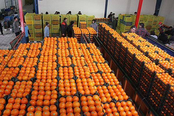توزیع میوه شب در ۳۰ نقطه شهر همدان