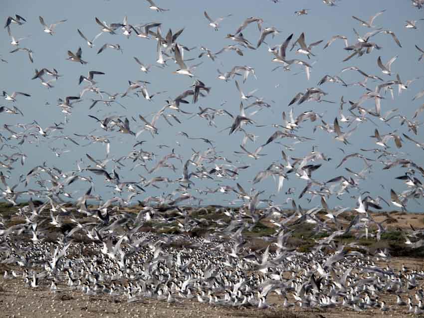بیش از ۷۰ هزار پرنده مهاجر، مهمان تالاب‌های بوشهر