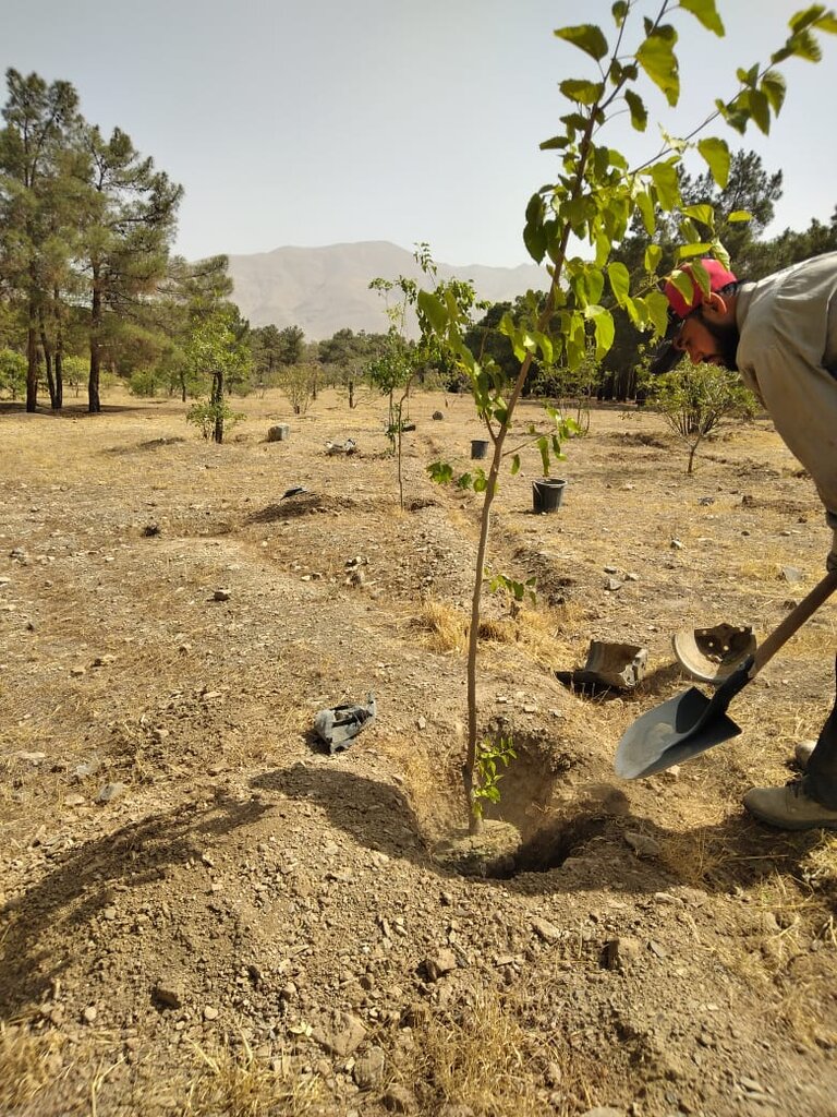 کاشت ۱۵۰ هزار اصله نهال در مناطق عشایری خراسان‌شمالی