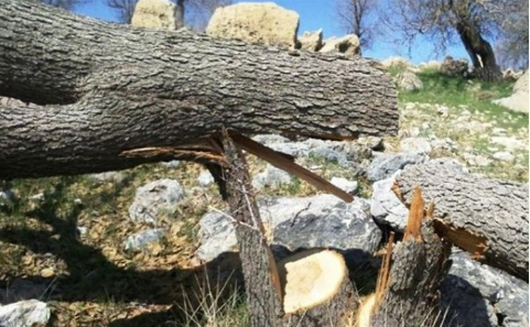 شناسایی متخلف قطع درختان بلوط در دشتک دیل گچساران