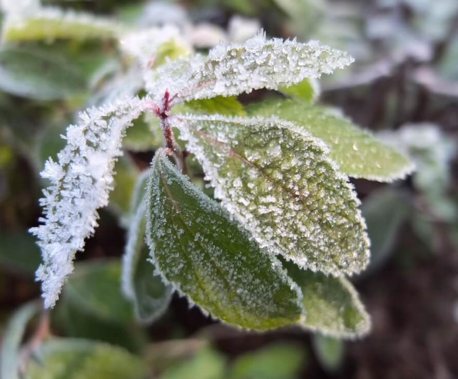 احتمال سرمازدگی محصولات باغی و سردرختی در روزهای آغازین سال
