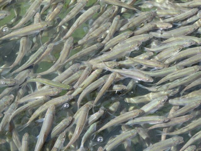 رها سازی بیش از ۴۰۰ هزار قطعه ماهی در رودخانه دز