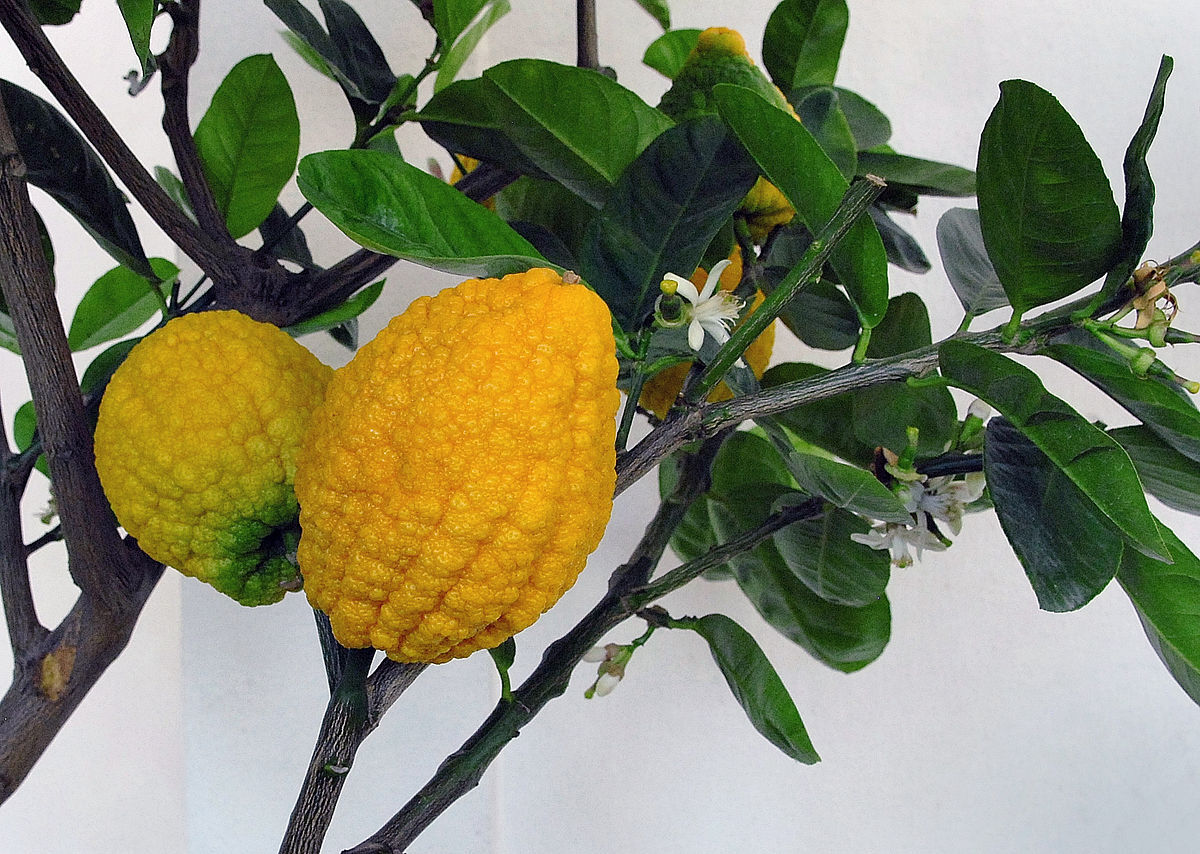 خواص میوه بالنگ برای سلامتی