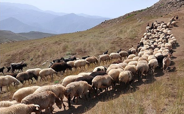 حکم فرهنگی قاضی برای دامدار متخلف کاشمری