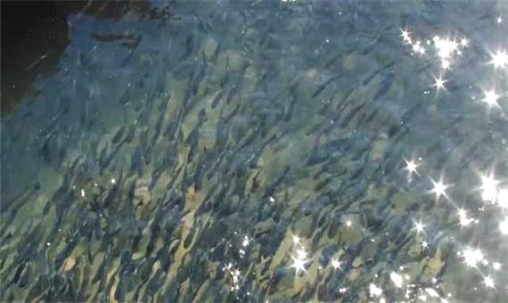 جریمه صیادان متخلف به رها سازی بچه ماهی در منابع آبی