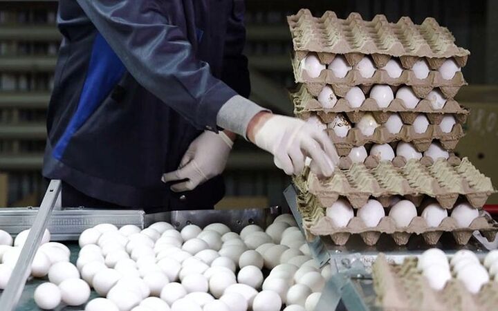 صادرات صدها تُن تخم مرغ از طرقبه شاندیز به کشورهای همسایه 