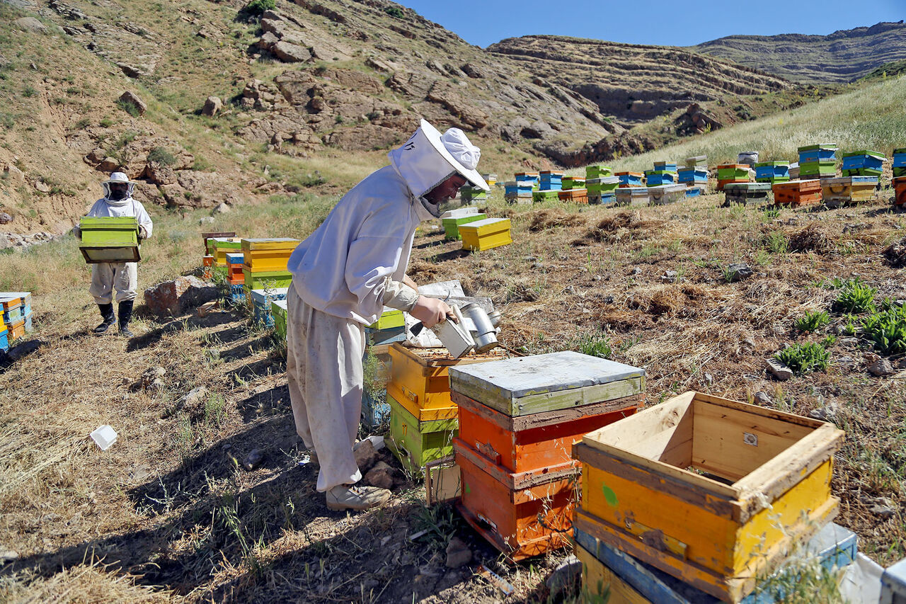 تولید ۳ هزار و ۳۷۴ تن عسل در مراغه