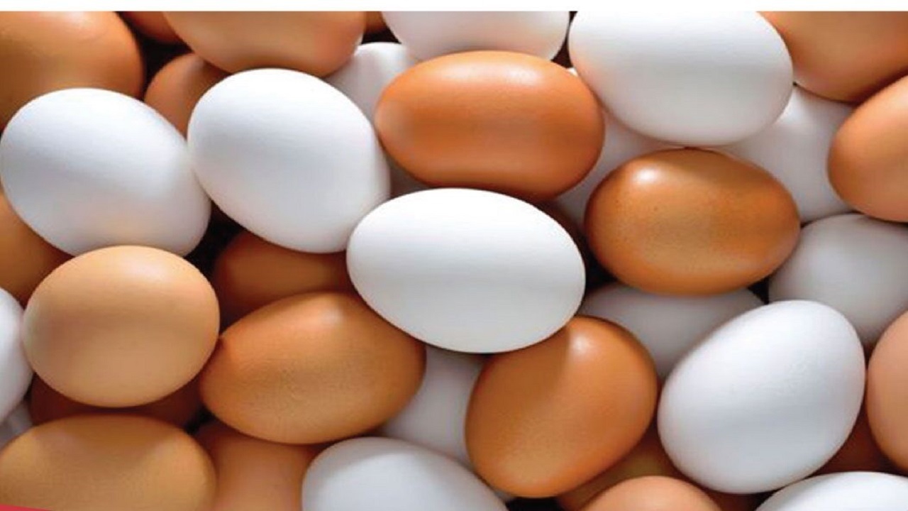 رشد ۱۲ درصدی تولید تخم مرغ در قزوین