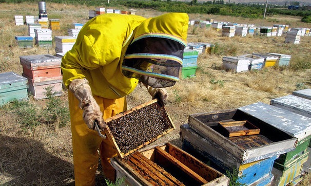 تولید ۴ هزار و ۴۰۰ تن عسل در همدان 