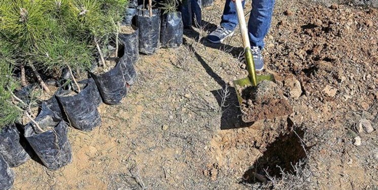 کاشت ۶ تا ۹ میلیون نهال در شهرستان مبارکه