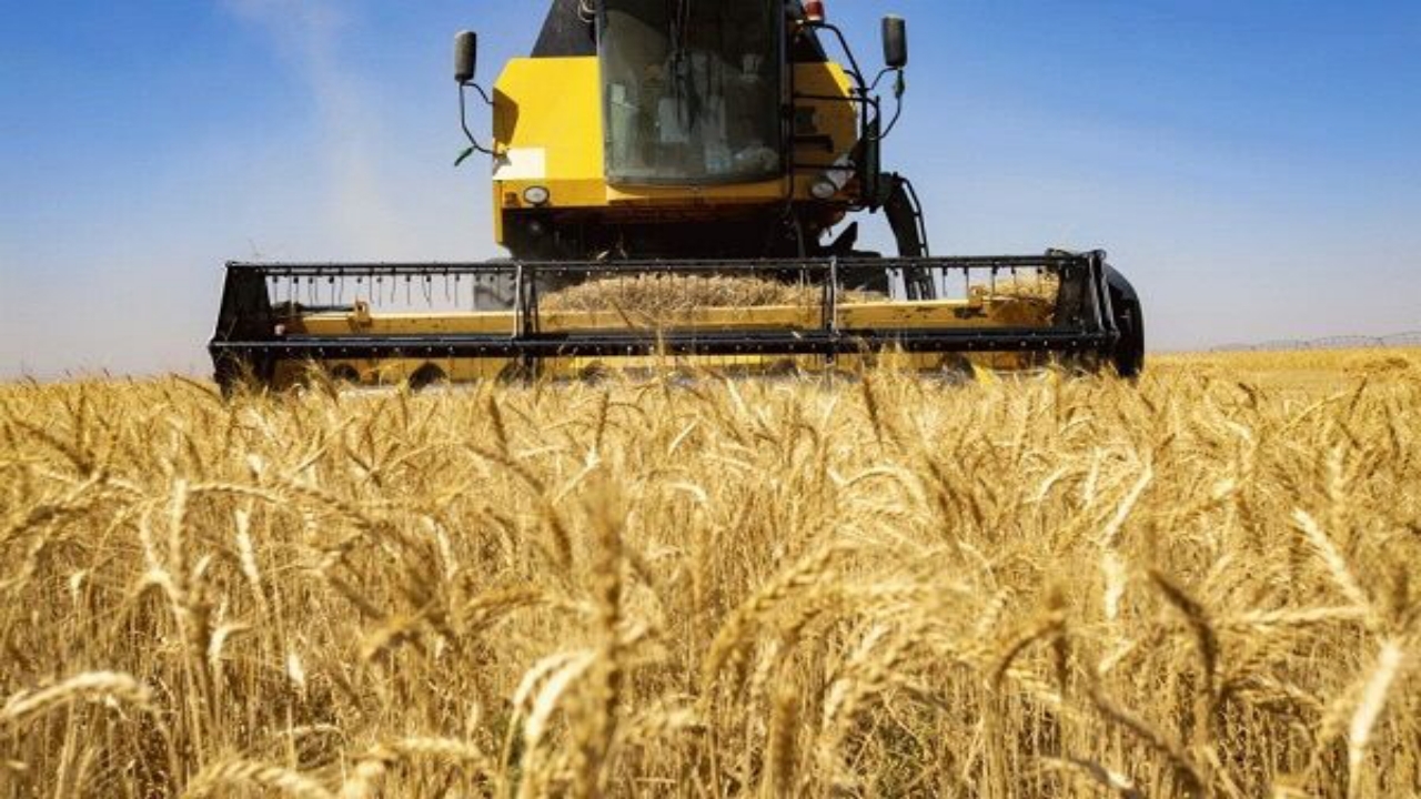 بیش از ۶۳ درصد کشاورزان قزوین در کشت قراردادی گندم مشارکت داشتند