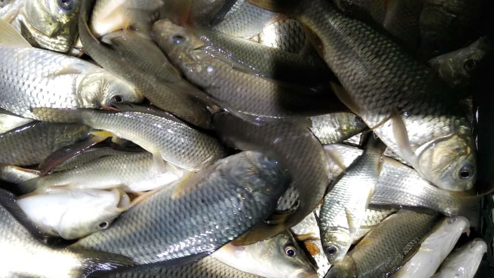 توزیع ماهی کپور بین کشاورزان جغتای