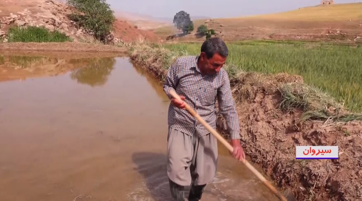 ممنوعیت کشت برنج در استان ایلام