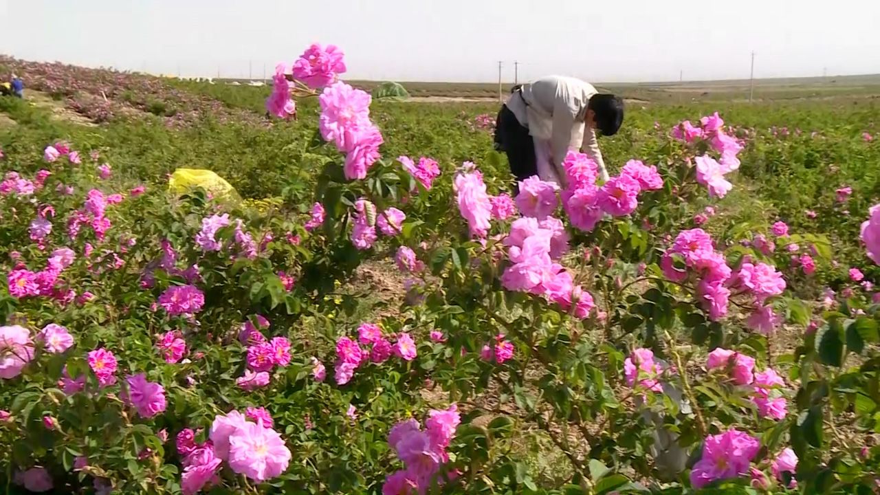 پیش بینی برداشت ۱۳ تن گل محمدی در کدکن