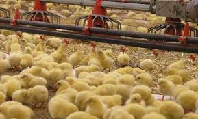 افزایش ۶۱ درصدی جوجه ریزی در مرغداری‌ها
