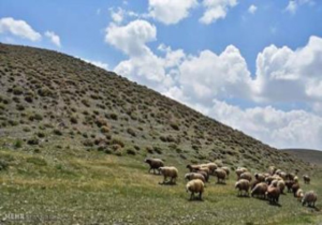 پروانه مرتعداران متخلف در کهگیلویه و بویراحمد باطل می‌شود