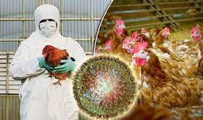 لغو محدودیت‌های ناشی از آنفولانزای پرندگان در انگلیس
