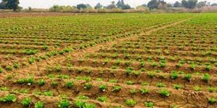 بیش از ۲۷۰ هزار هکتار سطح زیر کشت محصولات زراعی بهاره در آذربایجان غربی