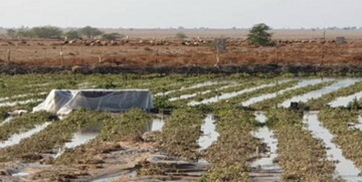 خسارت بارندگی اخیر به کشاورزی گچساران