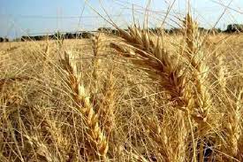 خرید تضمینی ۷۱۸ هزار تن گندم و کلزا در خوزستان
