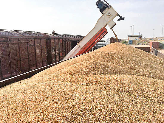 بیش از ۹۶ میلیون تن گندم وارد کشور شد